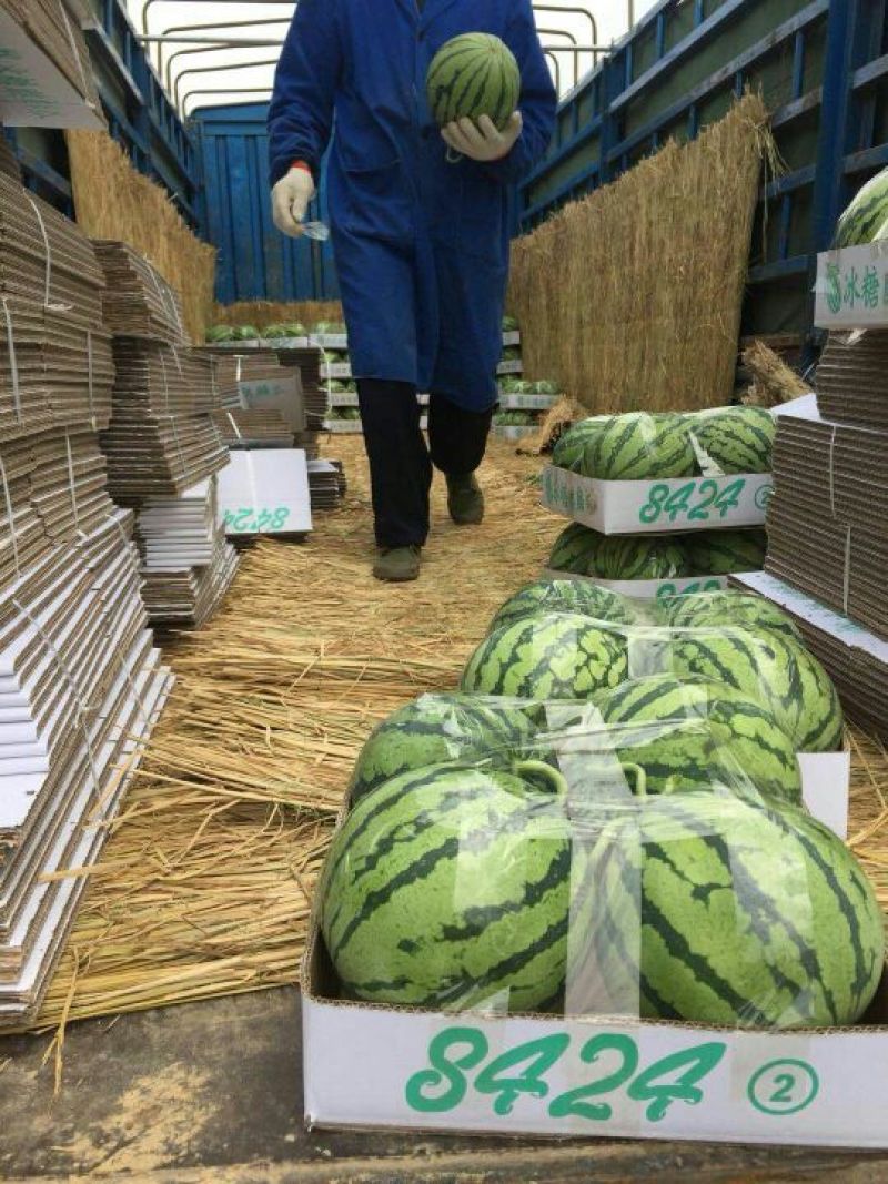 江苏东台原产地西瓜8424皮薄汁多近期大量上市