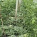 鲁青西瓜6斤打底8成熟1茬