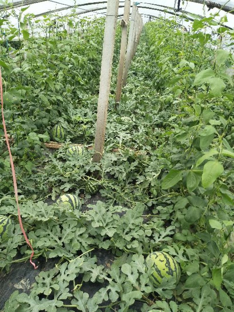 鲁青西瓜6斤打底8成熟1茬