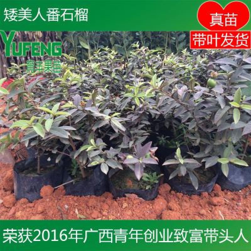 番石榴苗新品种矮美人