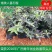 番石榴苗新品种矮美人