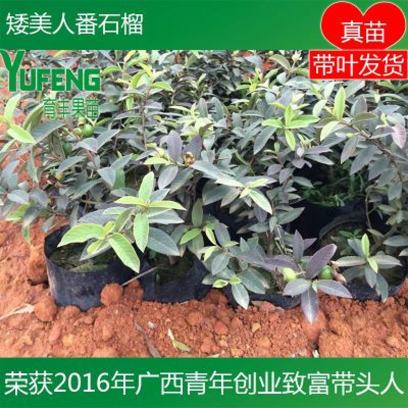 番石榴苗新品种矮美人