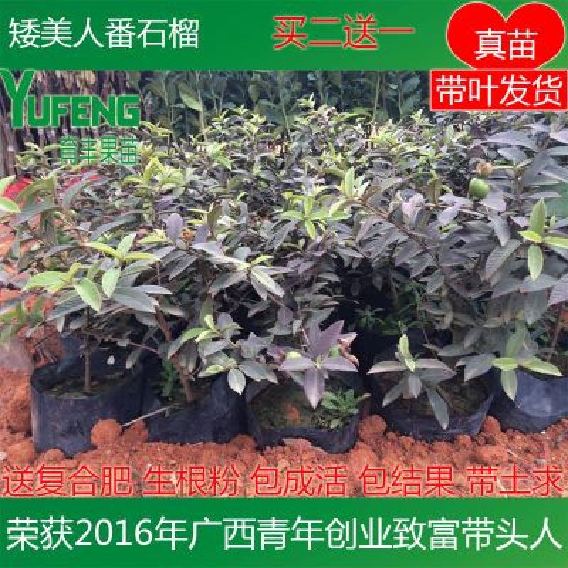 番石榴苗新品种矮美人