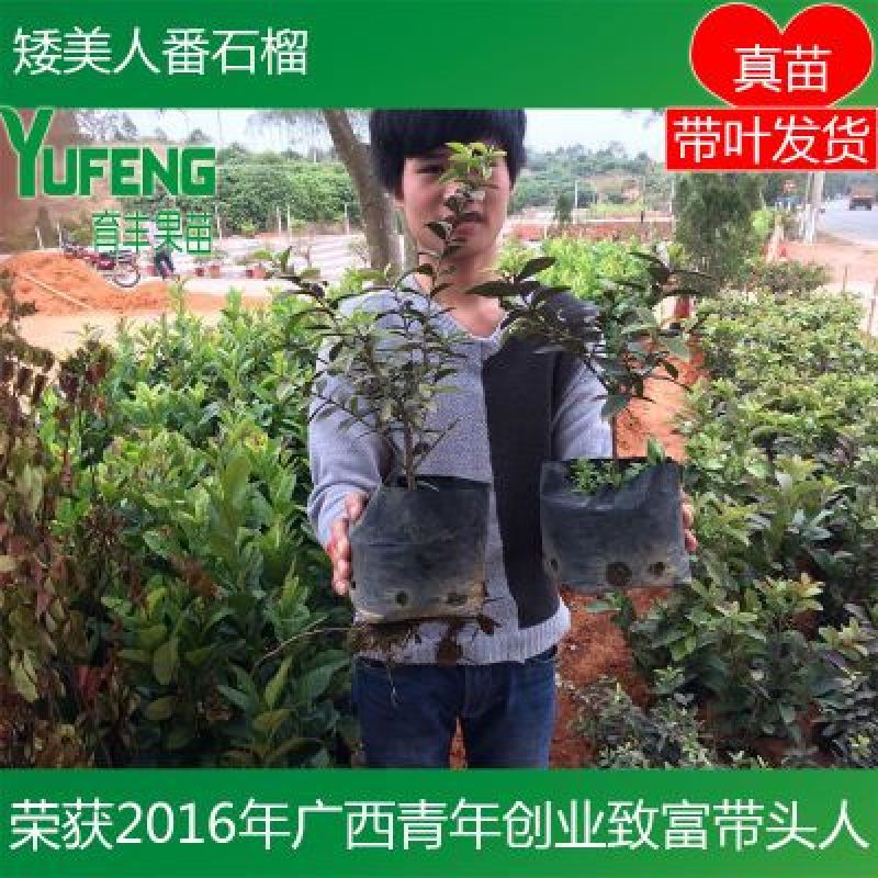 番石榴苗新品种矮美人