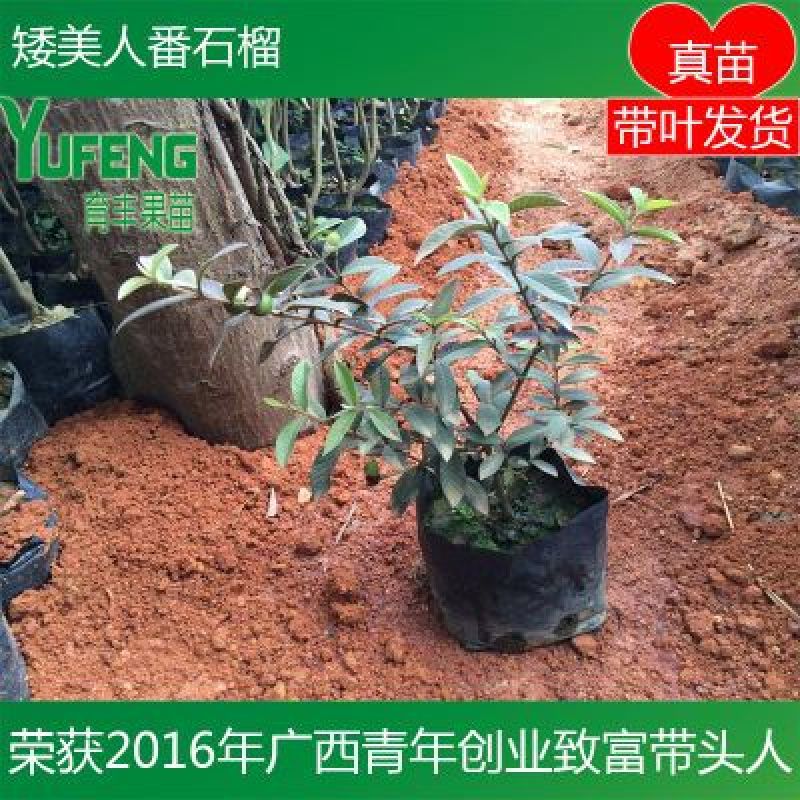 番石榴苗新品种矮美人