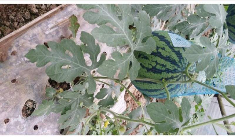 万亩大棚吊瓜基地6斤打底9成熟1茬