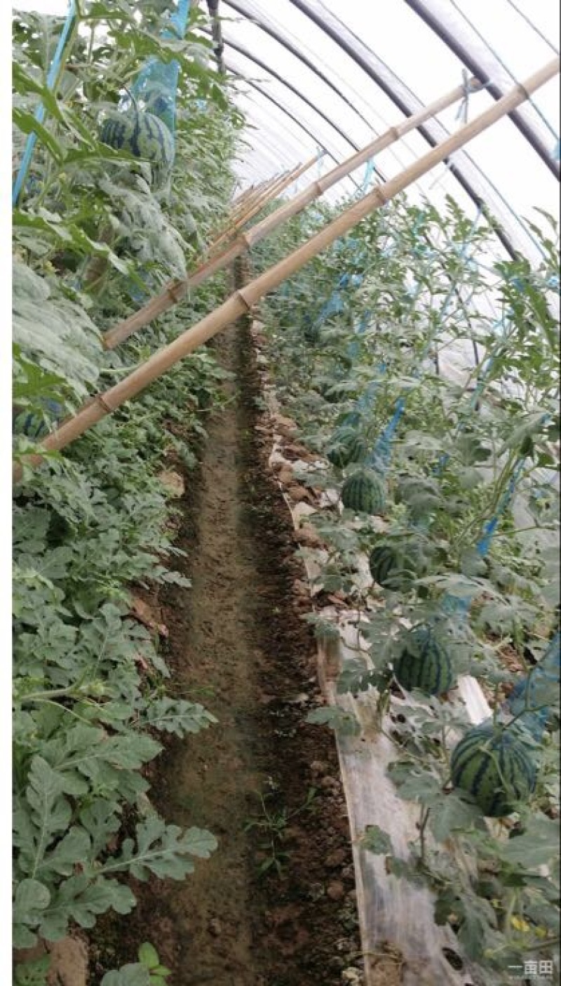 万亩大棚吊瓜基地6斤打底9成熟1茬