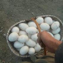 鹅蛋食用