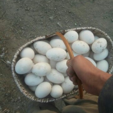鹅蛋食用