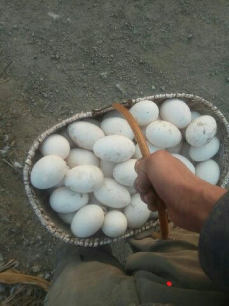 鹅蛋食用