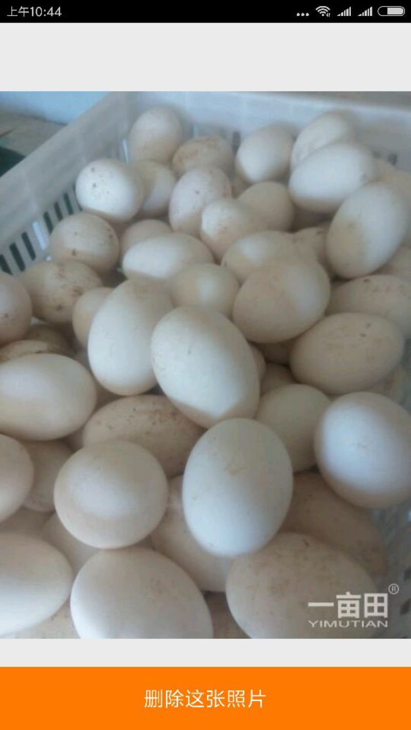 鹅蛋食用