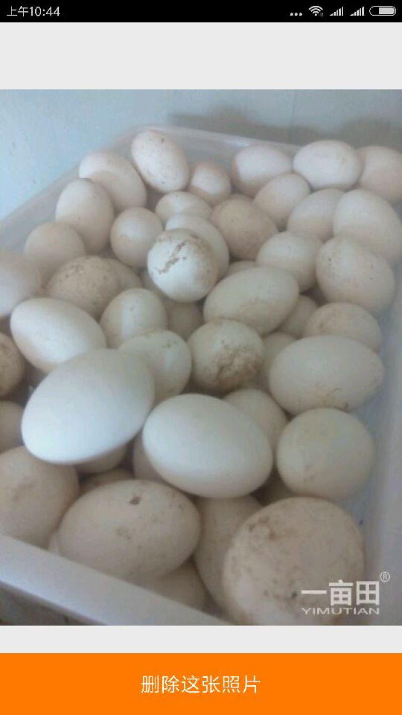 鹅蛋食用