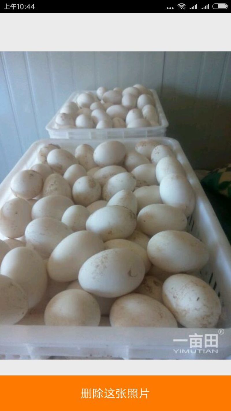 鹅蛋食用