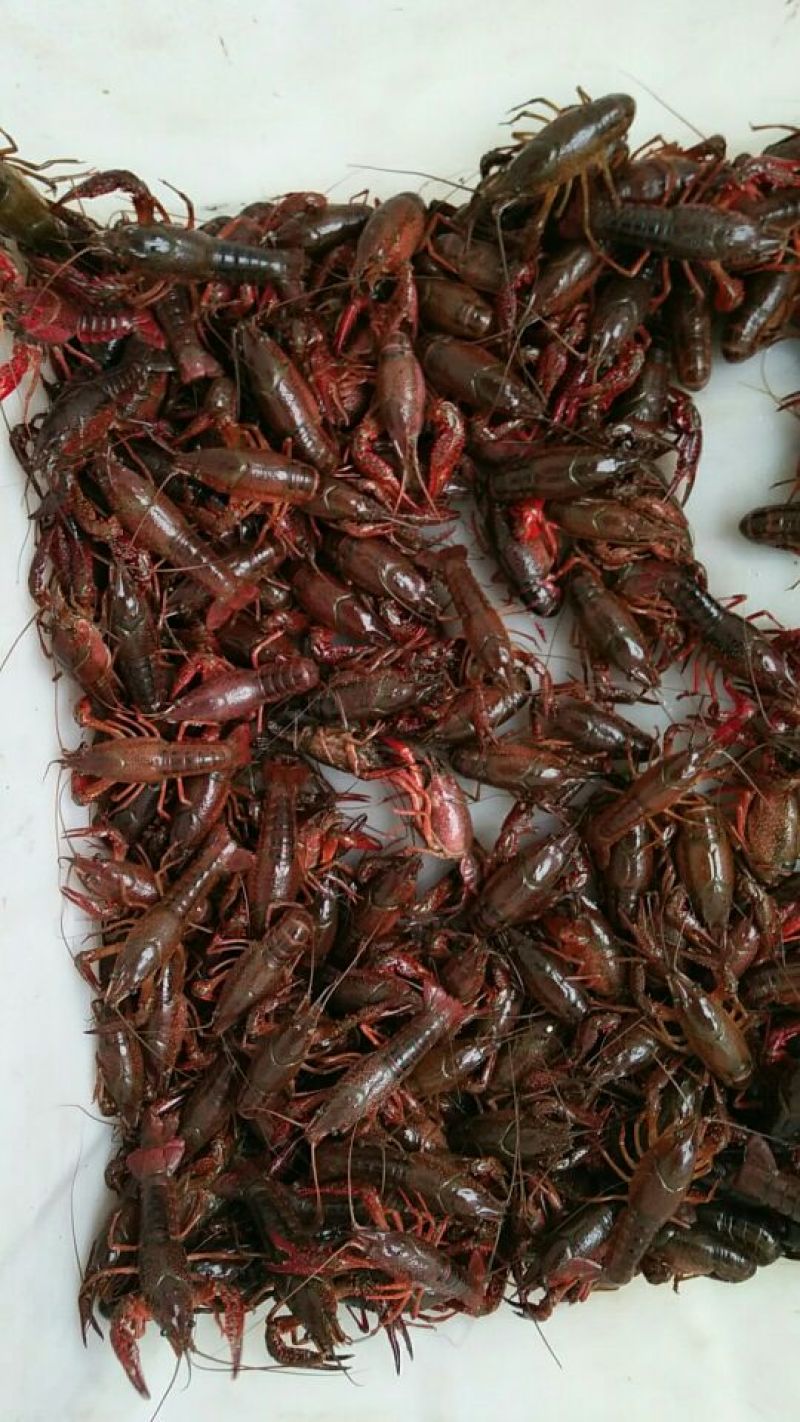 龙虾，