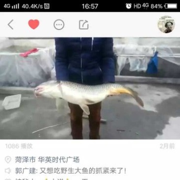 野生活鱼