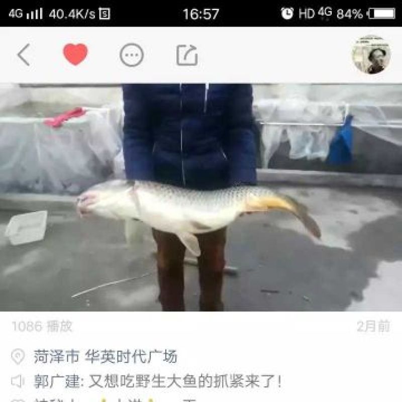 野生活鱼
