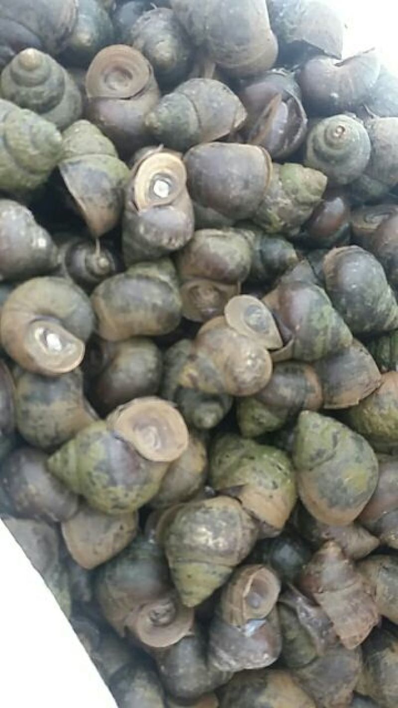 田螺食用鲜活