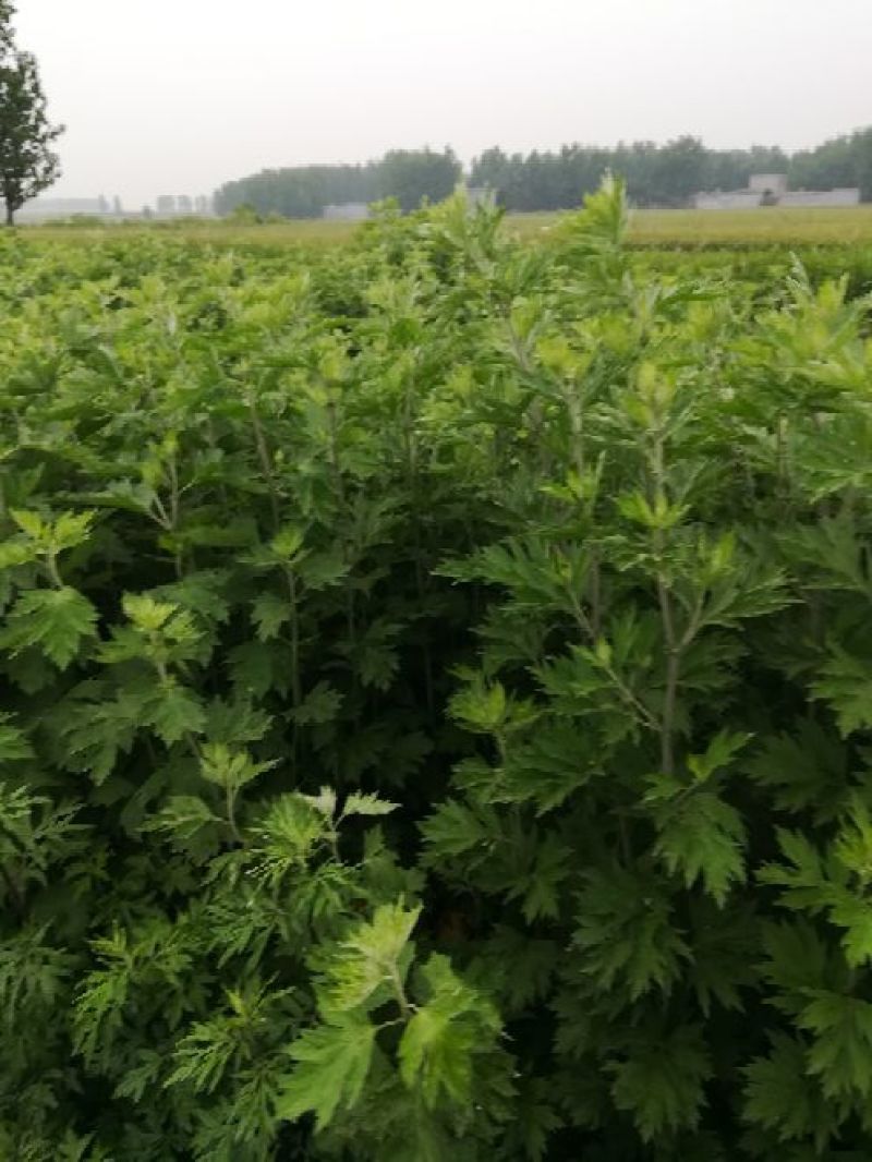 艾草种植，艾草制品加工，种植技术指导等。