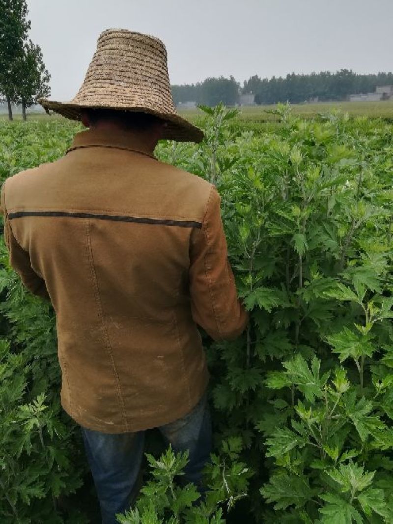 艾草种植，艾草制品加工，种植技术指导等。