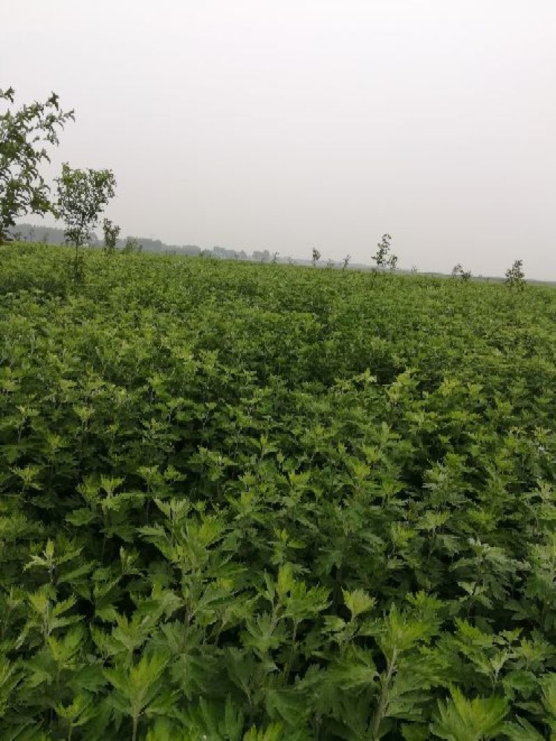 艾草种植，艾草制品加工，种植技术指导等。