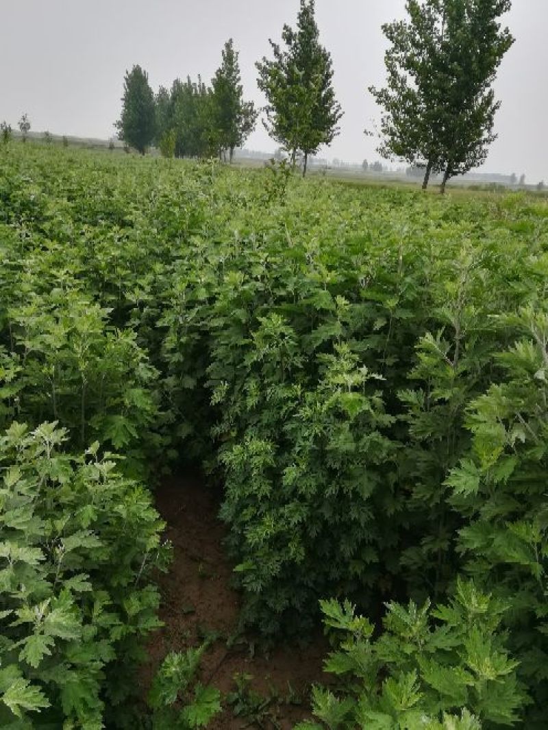 艾草种植，艾草制品加工，种植技术指导等。