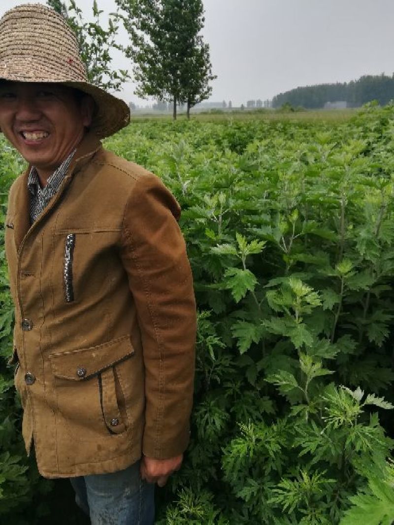 艾草种植，艾草制品加工，种植技术指导等。