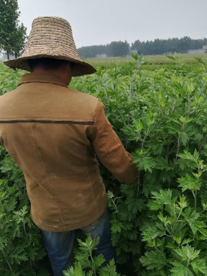 艾草种植，艾草制品加工，种植技术指导等。