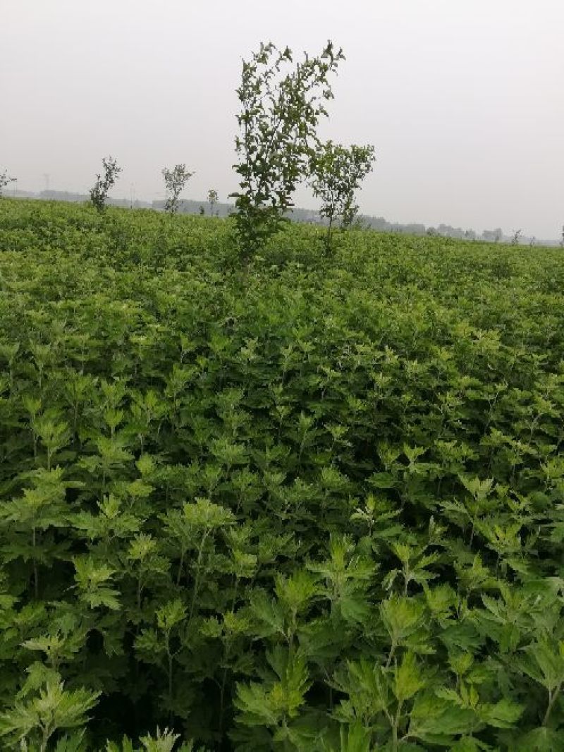 艾草种植，艾草制品加工，种植技术指导等。