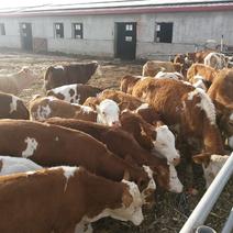 西门塔尔公牛犊，可作为育肥架子牛，重量八百多斤