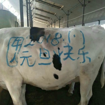 出售纯种公羊娃，联系1822032537
