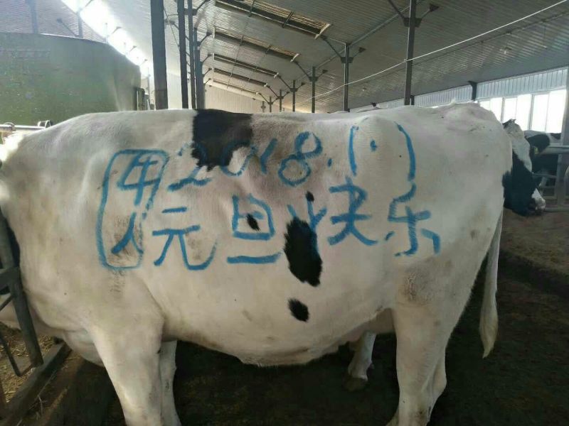出售纯种公羊娃，联系1822032537
