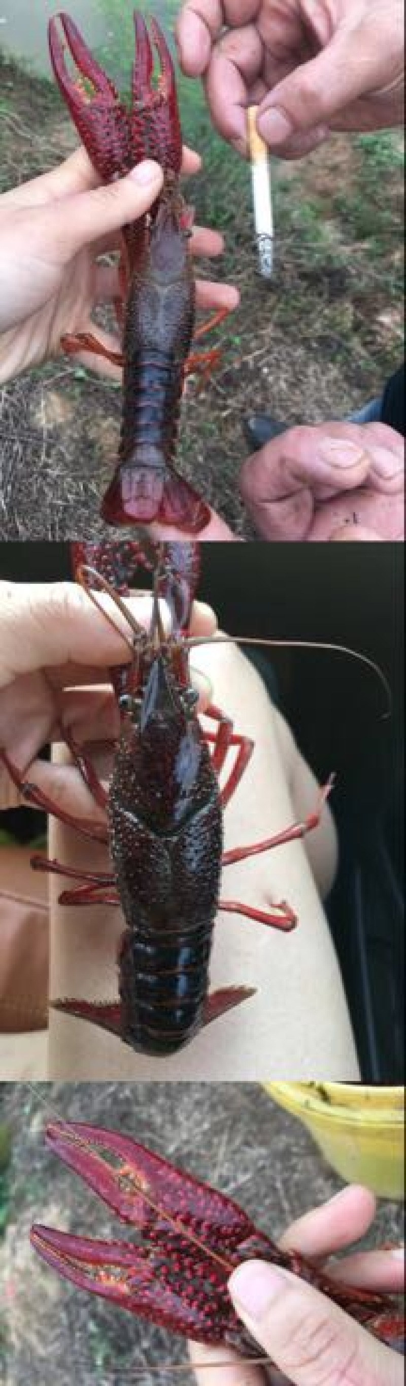 克氏原螯虾精品小龙虾6钱-2两