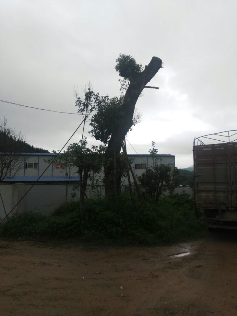 樟树261~300cm