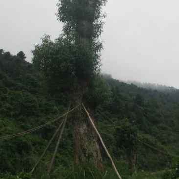 樟树261~300cm