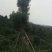 樟树261~300cm