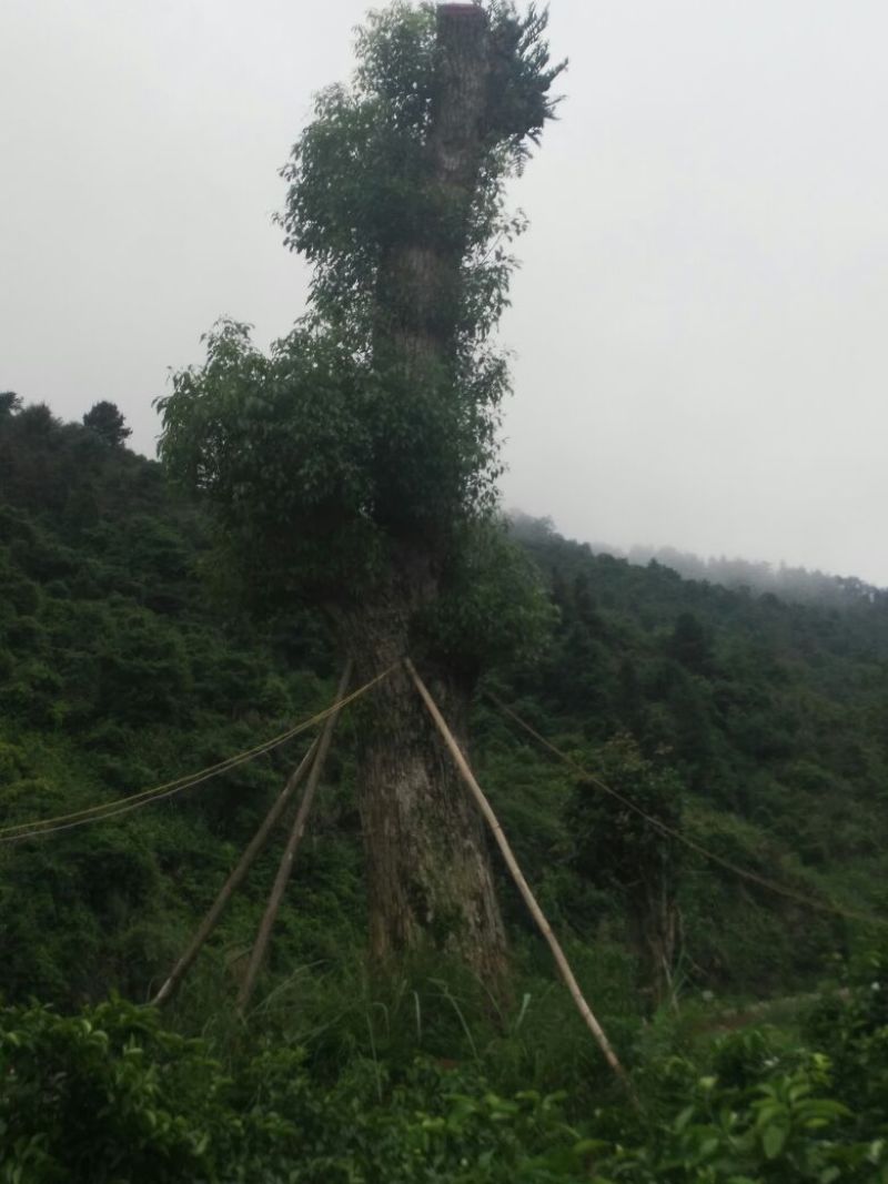 樟树261~300cm