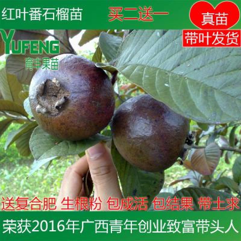 红叶番石榴苗
