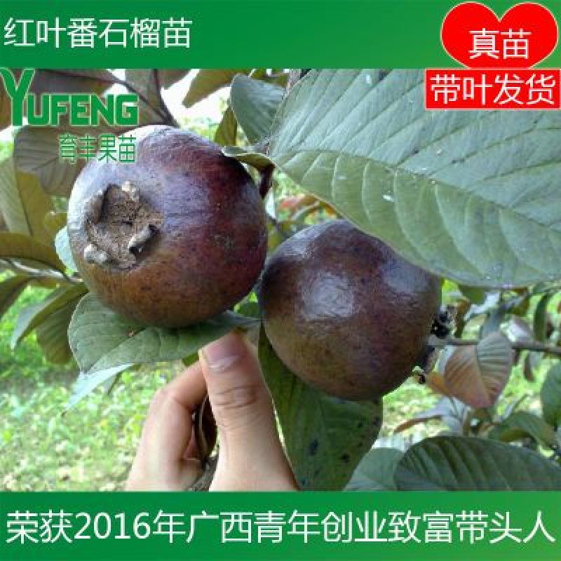 红叶番石榴苗