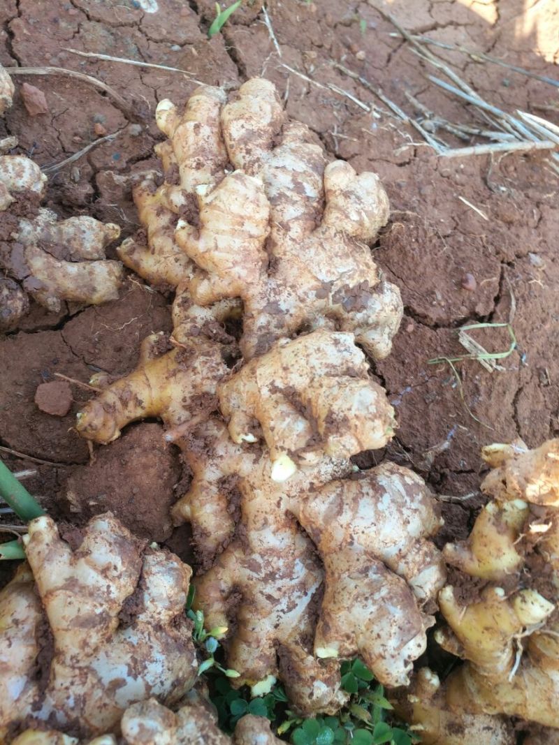 云南优质小黄姜大牙姜