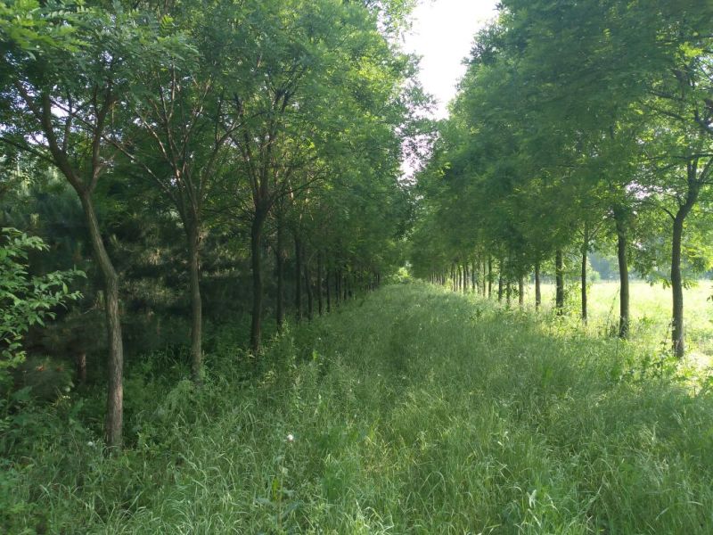 红叶李