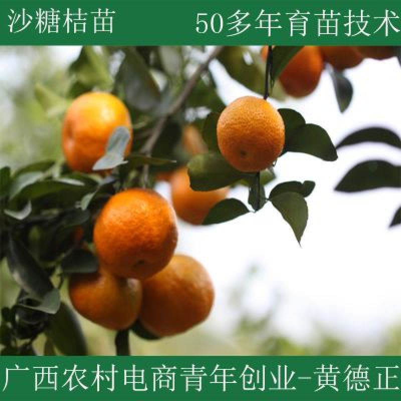 沙糖桔苗