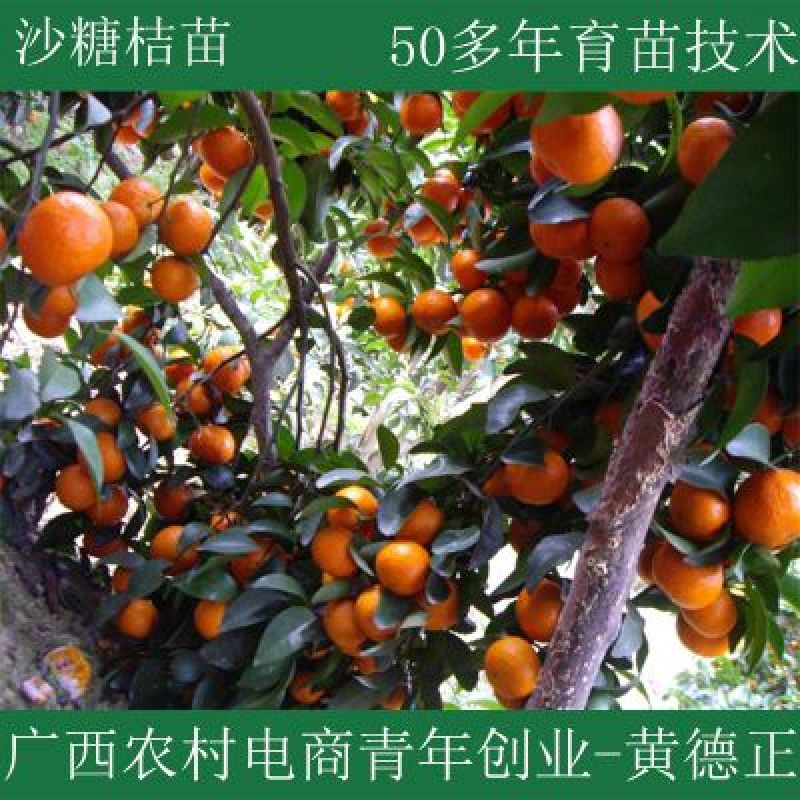 沙糖桔苗