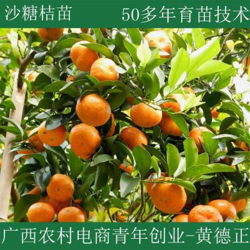 沙糖桔苗