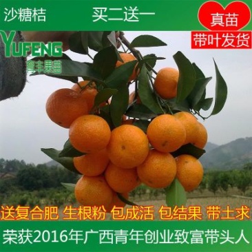 沙糖桔苗