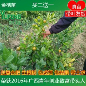 金桔苗