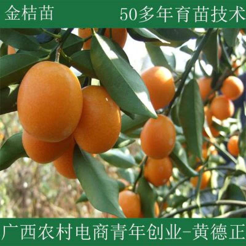 金桔苗