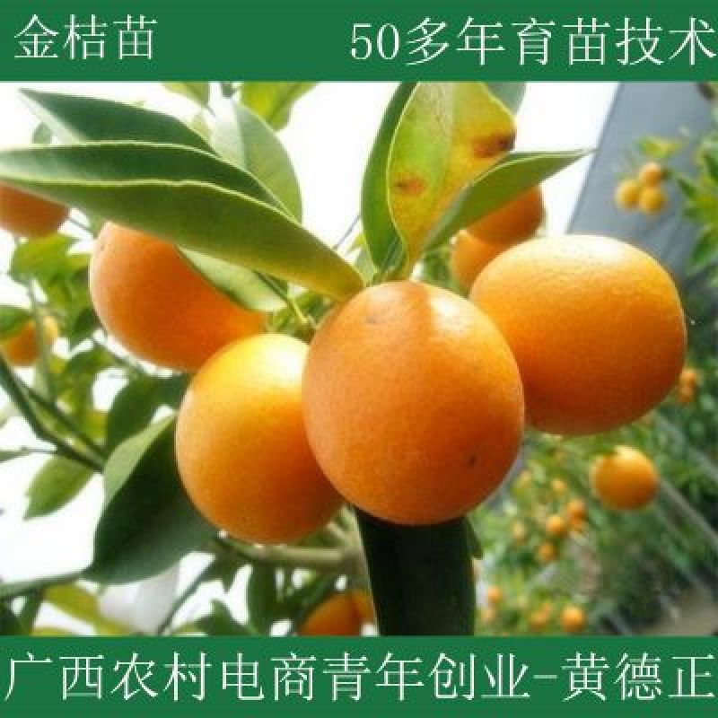 金桔苗