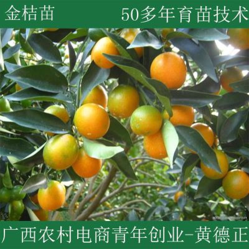 金桔苗