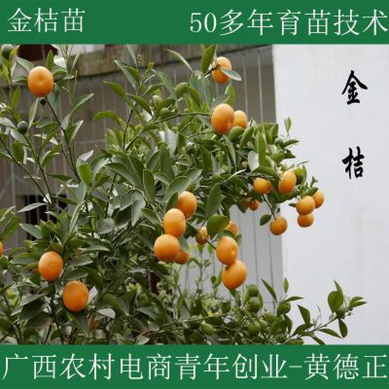 金桔苗