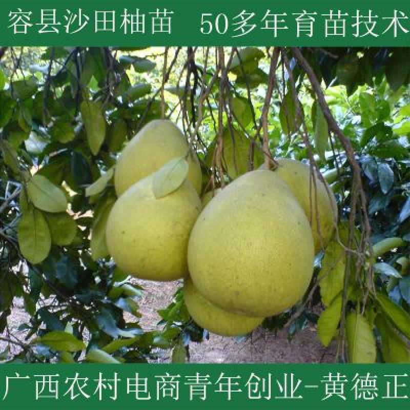 柚子苗容县沙田柚苗